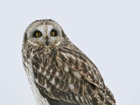 IMG 2116c  Short-eared Owl (Asio flammeus)